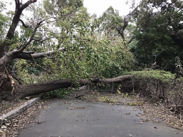 台風と損保